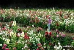 爆料半亩花田视频大全最新,视频大全中的护肤秘籍大公开