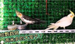 宠物大爆料鹦鹉视频