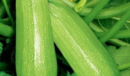 网红吃长蒲瓜的视频,口感奇特引网友热议！