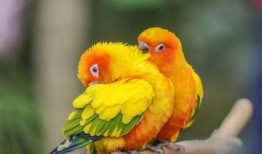 宠物大爆料鹦鹉视频