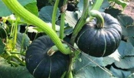 网红吃长蒲瓜的视频,口感奇特引网友热议！