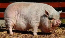 小猪崽子爆料视频播放下载,独家播放下载解析