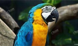 宠物大爆料鹦鹉视频