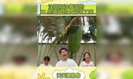 娱乐最新爆料新闻内容,最新爆料事件引发热议