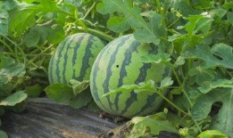 茂名网红吃瓜视频,揭秘当地美食与趣闻