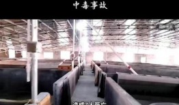 彭州网友爆料新闻最新,惊现神秘事件，真相令人震惊！